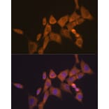 Immunofluorescence - Anti-ATG10 Antibody [ARC1425] (A308514) - Antibodies.com