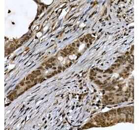 Immunohistochemistry - Anti-ZNF213 Antibody (A308521) - Antibodies.com