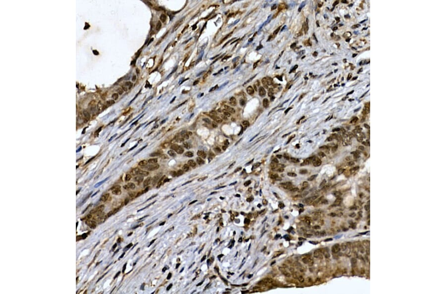 Immunohistochemistry - Anti-ZNF213 Antibody (A308521) - Antibodies.com