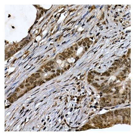 Immunohistochemistry - Anti-ZNF213 Antibody (A308521) - Antibodies.com