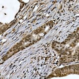 Immunohistochemistry - Anti-ZNF213 Antibody (A308521) - Antibodies.com