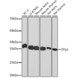 Western Blot - Anti-Olig1 Antibody [ARC1850] (A308528) - Antibodies.com