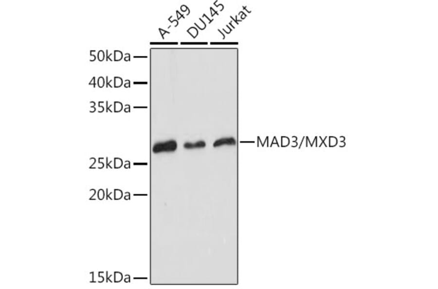 Western Blot - Anti-MXD3/MAD3 Antibody [ARC2333] (A308529) - Antibodies.com