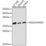 Western Blot - Anti-MXD3/MAD3 Antibody [ARC2333] (A308529) - Antibodies.com