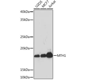 Western Blot - Anti-MTH1 Antibody [ARC0869] (A308530) - Antibodies.com