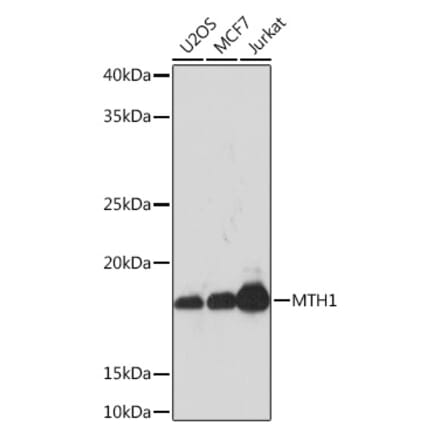 Western Blot - Anti-MTH1 Antibody [ARC0869] (A308530) - Antibodies.com