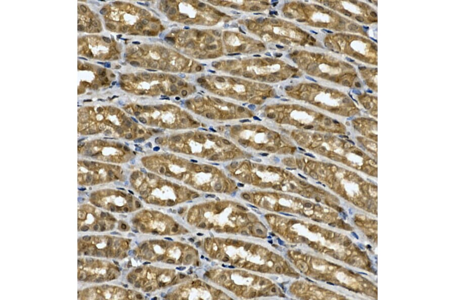 Immunohistochemistry - Anti-Tankyrase binding protein 1 Antibody (A308531) - Antibodies.com