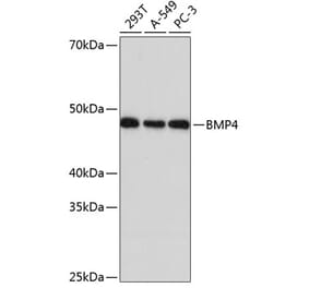 Western Blot - Anti-BMP4 Antibody [ARC0587] (A308533) - Antibodies.com