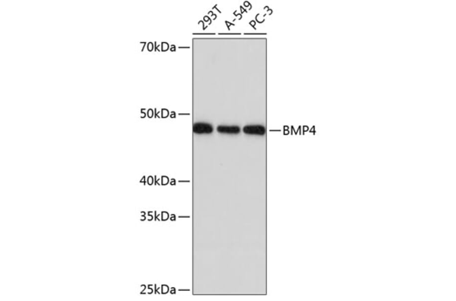 Western Blot - Anti-BMP4 Antibody [ARC0587] (A308533) - Antibodies.com