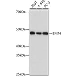 Western Blot - Anti-BMP4 Antibody [ARC0587] (A308533) - Antibodies.com