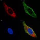 Immunofluorescence - Anti-BMP4 Antibody [ARC0587] (A308533) - Antibodies.com