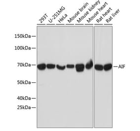 Western Blot - Anti-AIF Antibody [ARC0015] (A308543) - Antibodies.com