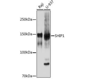 Western Blot - Anti-SHIP-1 Antibody [ARC2047] (A308548) - Antibodies.com
