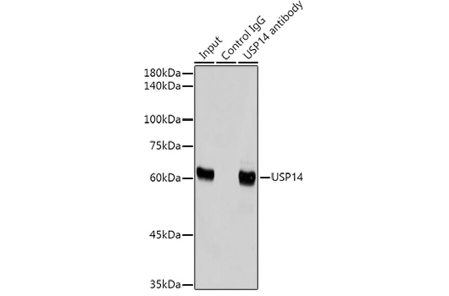 Western Blot - Anti-USP14/TGT Antibody [ARC2185] (A308550) - Antibodies.com