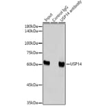 Western Blot - Anti-USP14/TGT Antibody [ARC2185] (A308550) - Antibodies.com