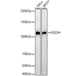 Western Blot - Anti-OGDH Antibody [ARC55379] (A308555) - Antibodies.com