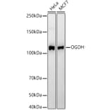 Western Blot - Anti-OGDH Antibody [ARC55379] (A308555) - Antibodies.com