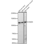 Western Blot - Anti-OGDH Antibody [ARC55379] (A308555) - Antibodies.com