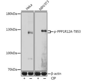 Western Blot - Anti-Myosin Phosphatase (phospho Thr853) Antibody (A308556) - Antibodies.com