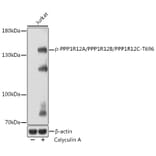 Western Blot - Anti-Myosin Phosphatase + PPP1R12B + PPP1R12C (phospho Thr696) Antibody (A308557) - Antibodies.com