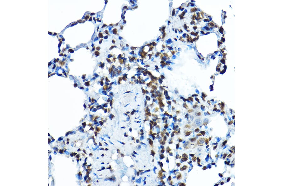 Immunohistochemistry - Anti-BOP1 Antibody (A308558) - Antibodies.com