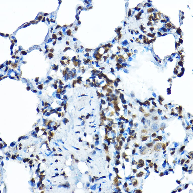 Immunohistochemistry - Anti-BOP1 Antibody (A308558) - Antibodies.com