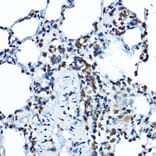 Immunohistochemistry - Anti-BOP1 Antibody (A308558) - Antibodies.com