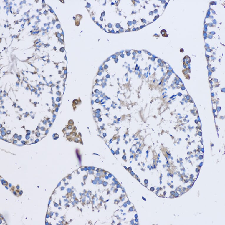 Immunohistochemistry - Anti-FAM3D Antibody (A308559) - Antibodies.com