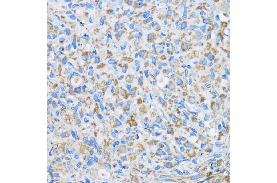 Immunohistochemistry - Anti-FAM3D Antibody (A308559) - Antibodies.com