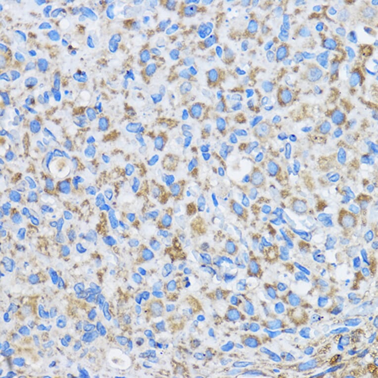 Immunohistochemistry - Anti-FAM3D Antibody (A308559) - Antibodies.com