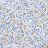 Immunohistochemistry - Anti-FAM3D Antibody (A308559) - Antibodies.com