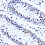 Immunohistochemistry - Anti-FAM3D Antibody (A308559) - Antibodies.com