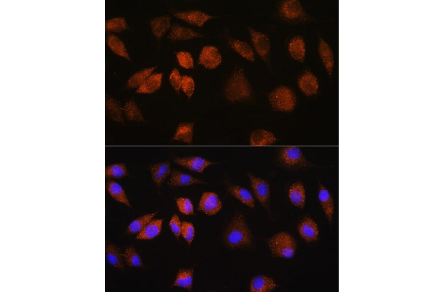 Immunofluorescence - Anti-FAM3D Antibody (A308559) - Antibodies.com