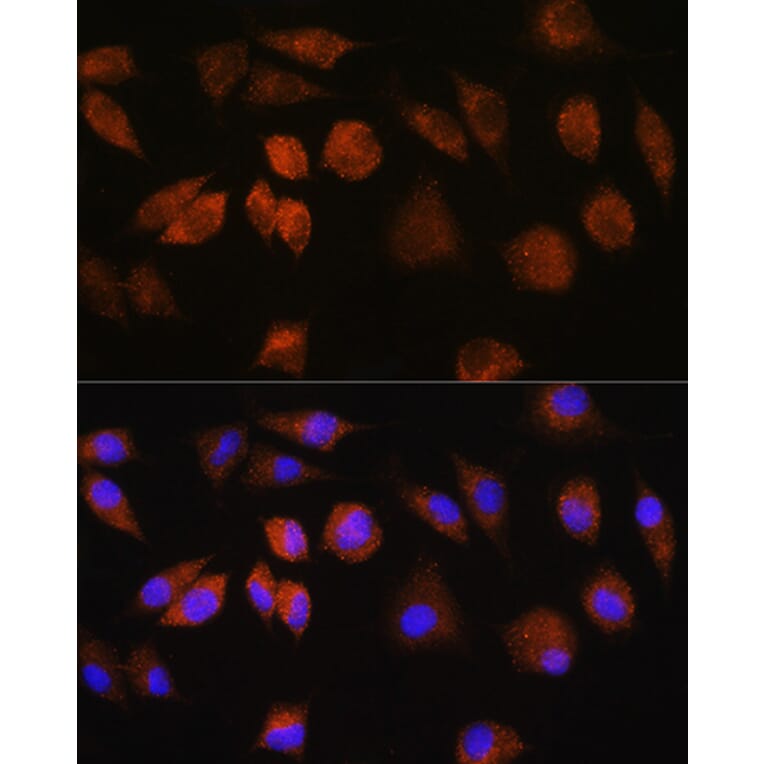 Immunofluorescence - Anti-FAM3D Antibody (A308559) - Antibodies.com