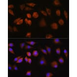 Immunofluorescence - Anti-FAM3D Antibody (A308559) - Antibodies.com