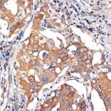 Immunohistochemistry - Anti-AGO3 Antibody [ARC2345] (A308562) - Antibodies.com