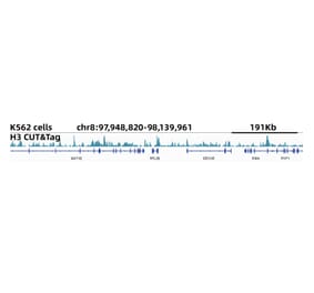 Cut&Tag - Anti-Histone H3 Antibody [ARC50519] (A308563) - Antibodies.com