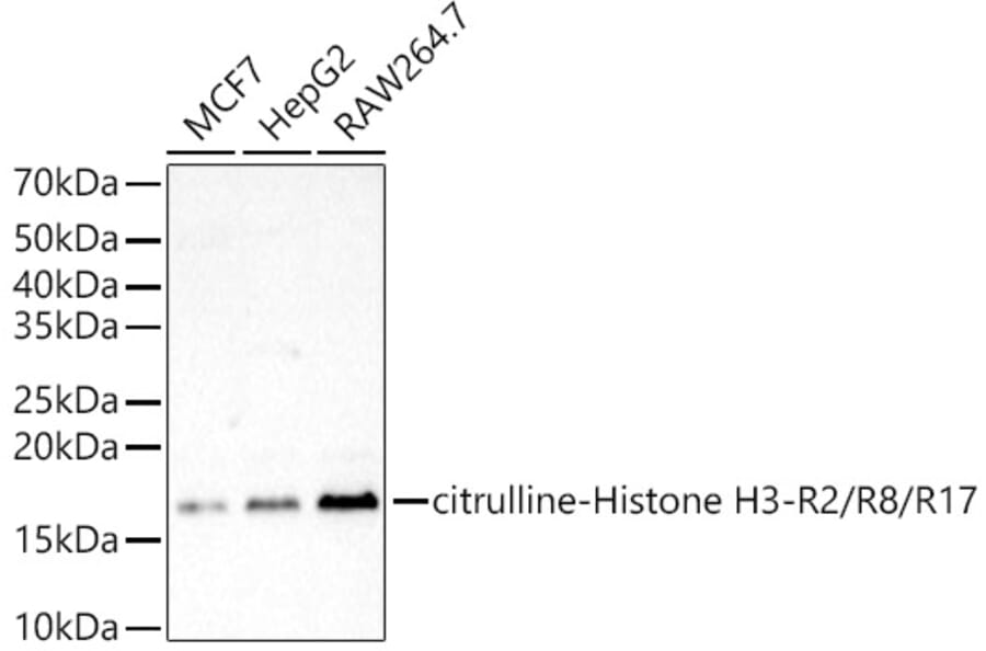 Western Blot - Anti-Histone H3 Antibody (A308565) - Antibodies.com