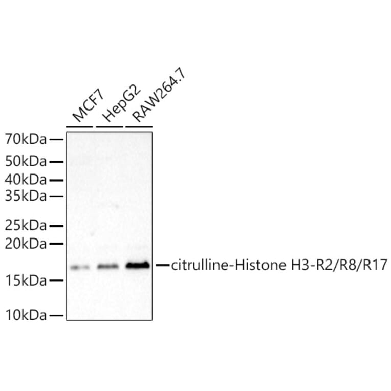 Western Blot - Anti-Histone H3 Antibody (A308565) - Antibodies.com