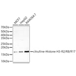 Western Blot - Anti-Histone H3 Antibody (A308565) - Antibodies.com