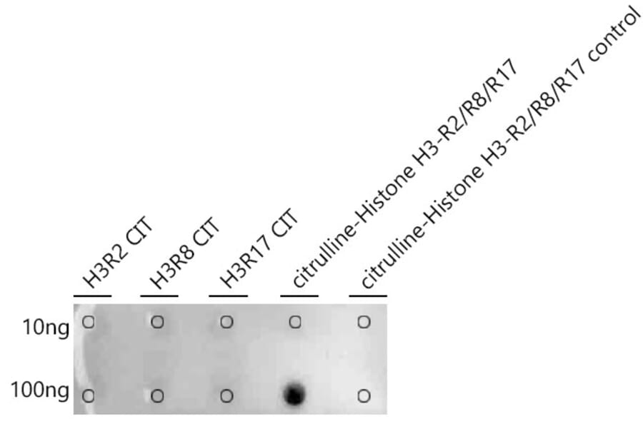 Dot Blot - Anti-Histone H3 Antibody (A308565) - Antibodies.com