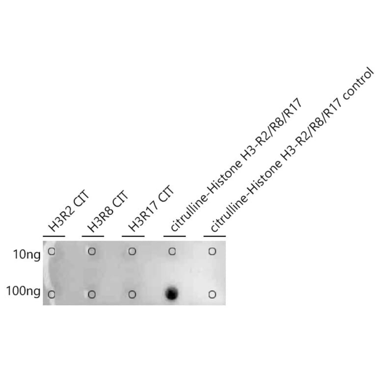 Dot Blot - Anti-Histone H3 Antibody (A308565) - Antibodies.com