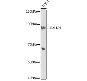 Western Blot - Anti-RALBP1 Antibody [ARC1707] (A308570) - Antibodies.com