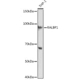Western Blot - Anti-RALBP1 Antibody [ARC1707] (A308570) - Antibodies.com