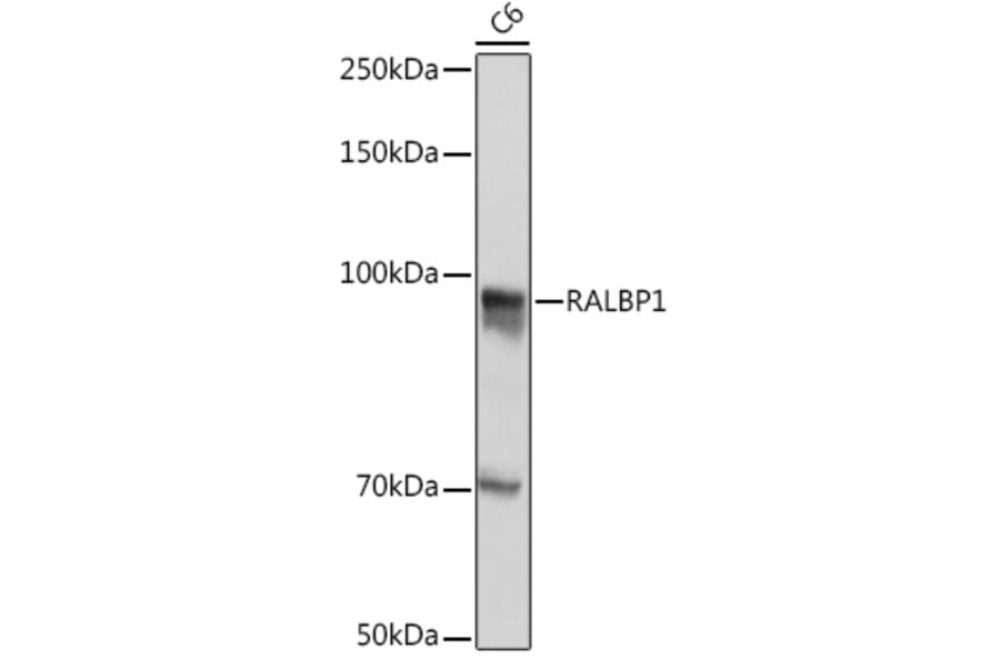 Western Blot - Anti-RALBP1 Antibody [ARC1707] (A308570) - Antibodies.com