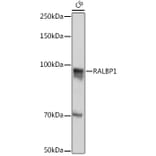 Western Blot - Anti-RALBP1 Antibody [ARC1707] (A308570) - Antibodies.com