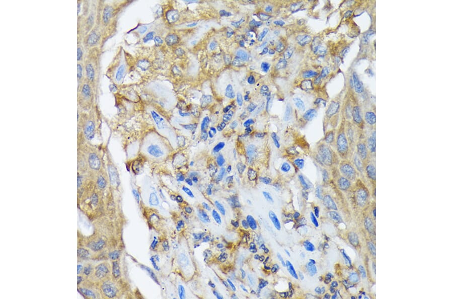 Immunohistochemistry - Anti-RALBP1 Antibody [ARC1707] (A308570) - Antibodies.com