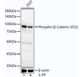 Western Blot - Anti-beta Catenin (phospho Ser552) Antibody (A308575) - Antibodies.com