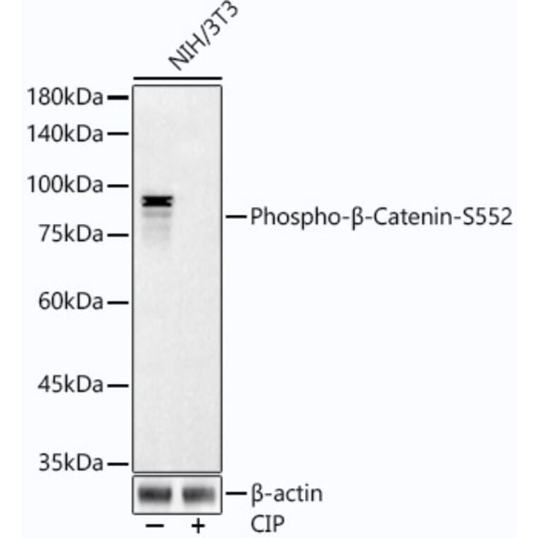 Western Blot - Anti-beta Catenin (phospho Ser552) Antibody [ARC54001] (A308575) - Antibodies.com