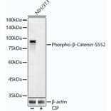 Western Blot - Anti-beta Catenin (phospho Ser552) Antibody [ARC54001] (A308575) - Antibodies.com